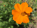 Orange Cosmos Sulphureus