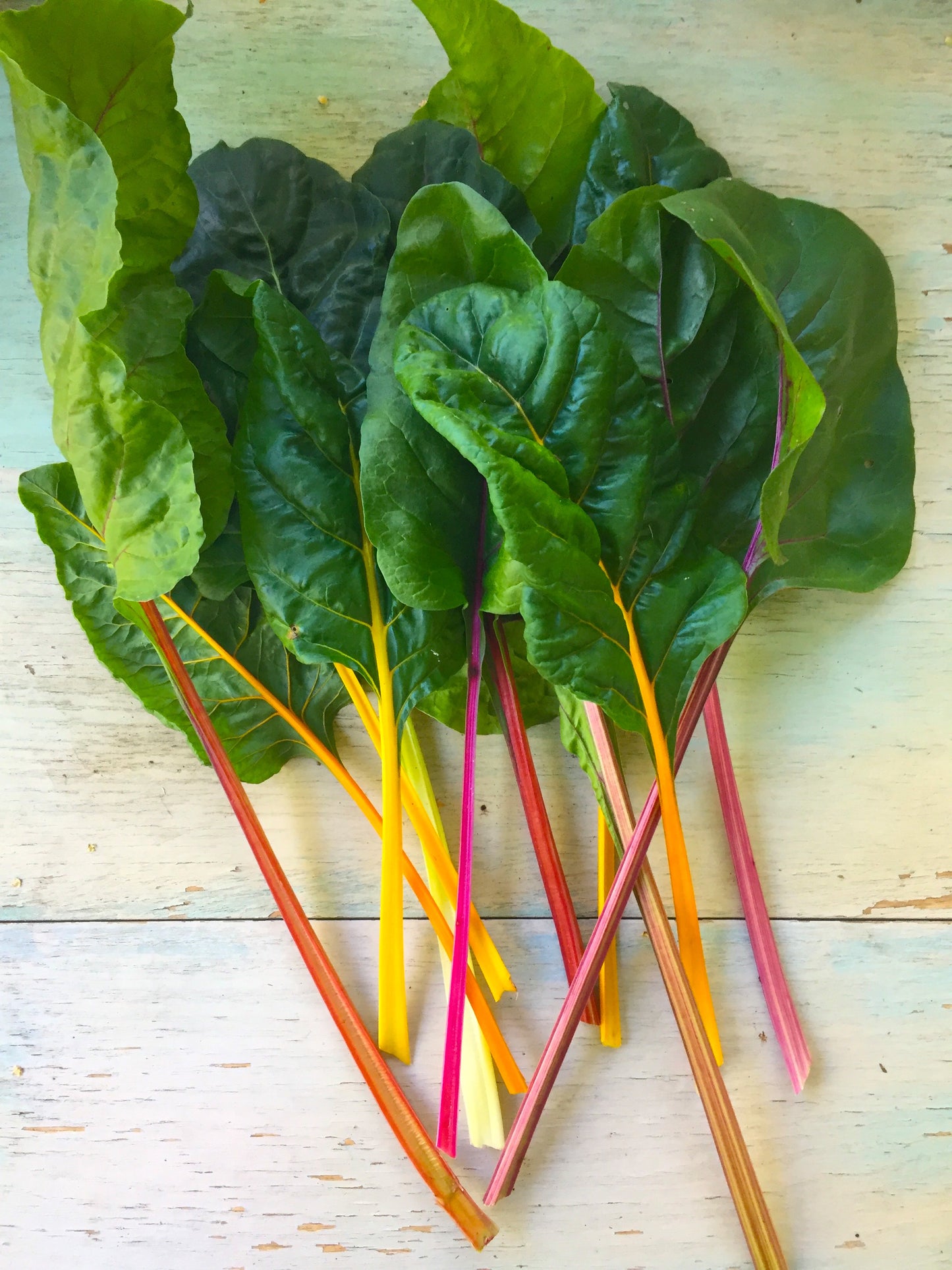 Rainbow Blend Chard