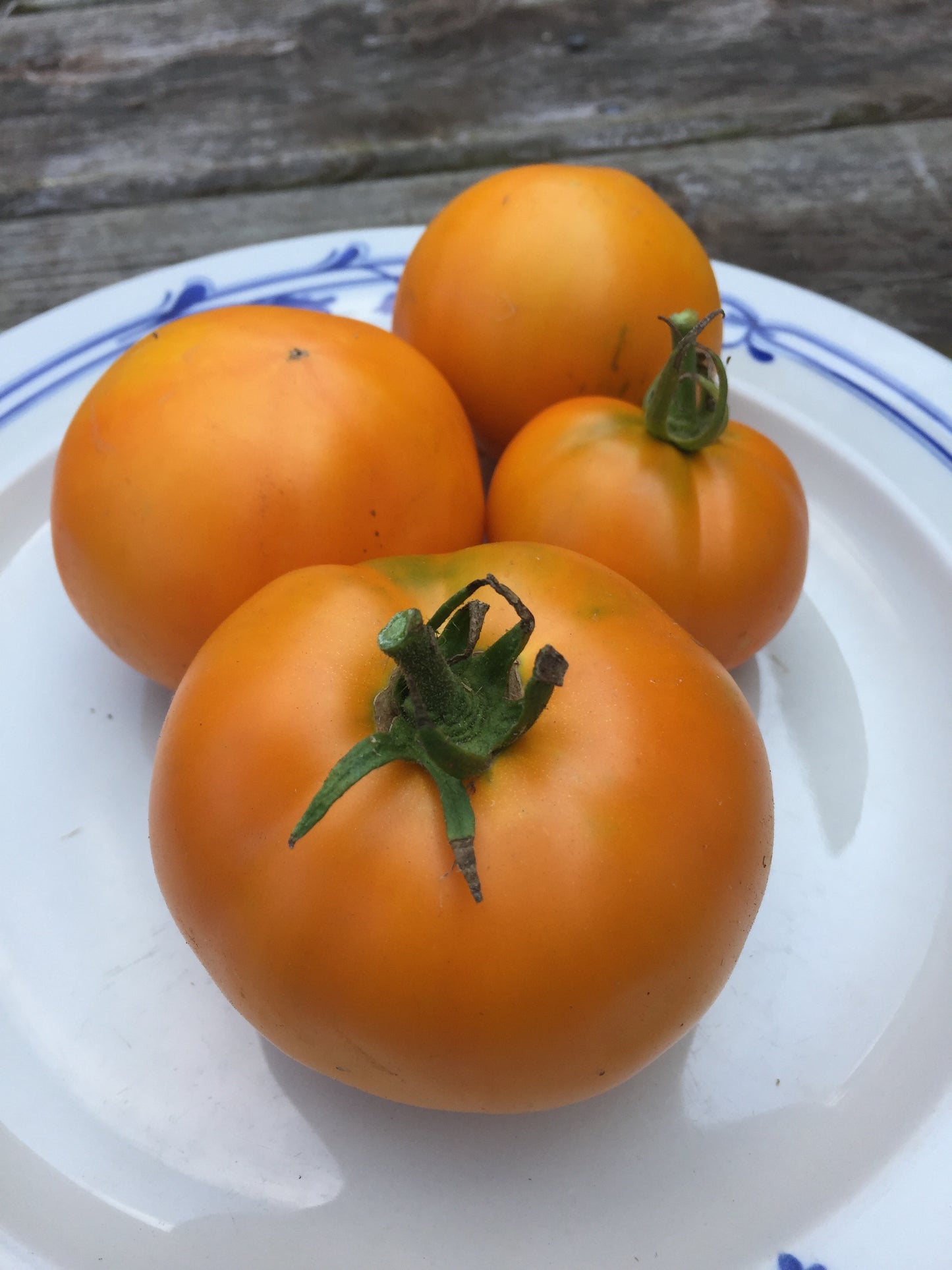 Valencia Tomato