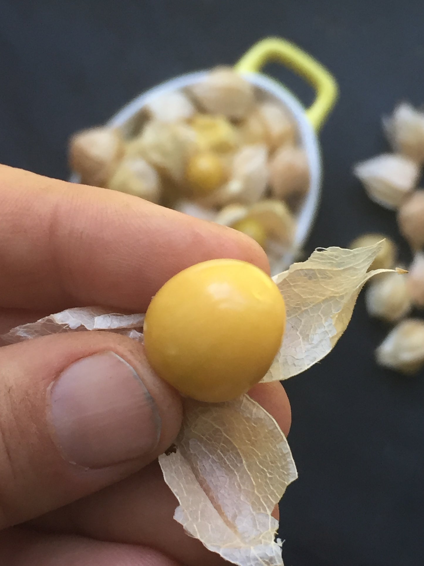 Aunt Molly's Ground Cherry