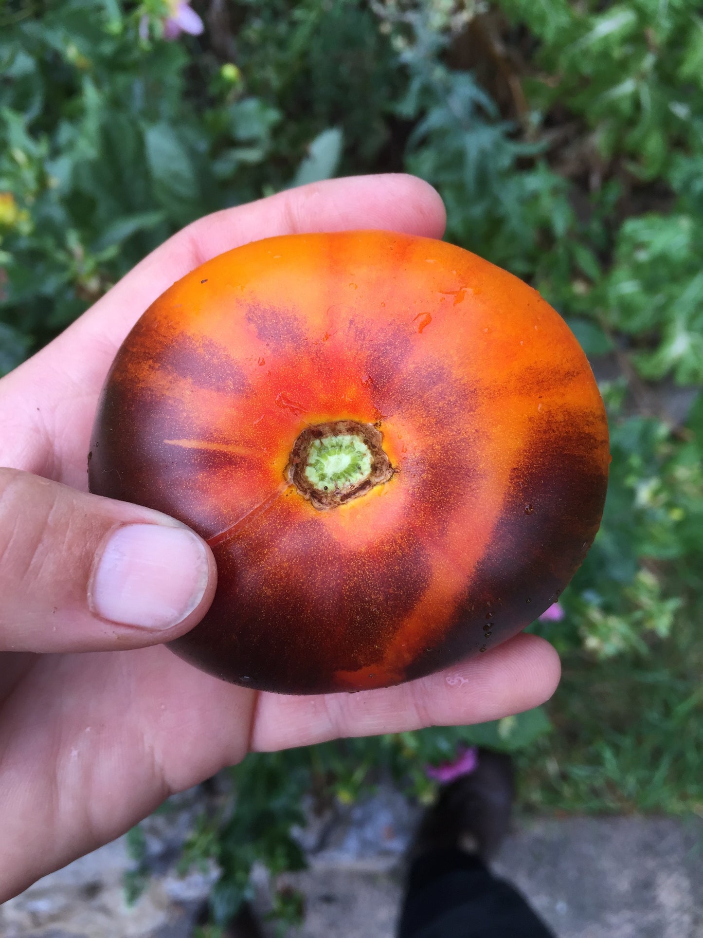 Lucid Gem Tomato