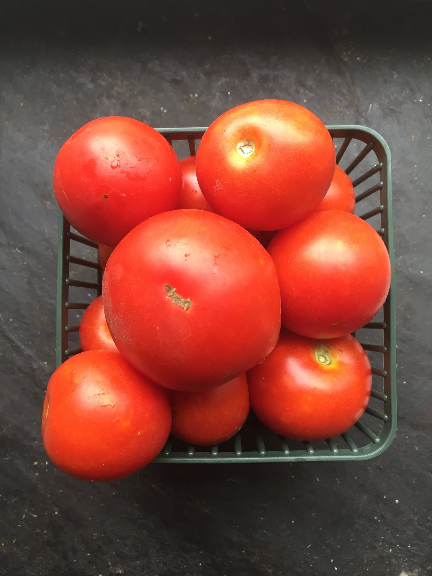 Centennial Rocket Tomato - Early!