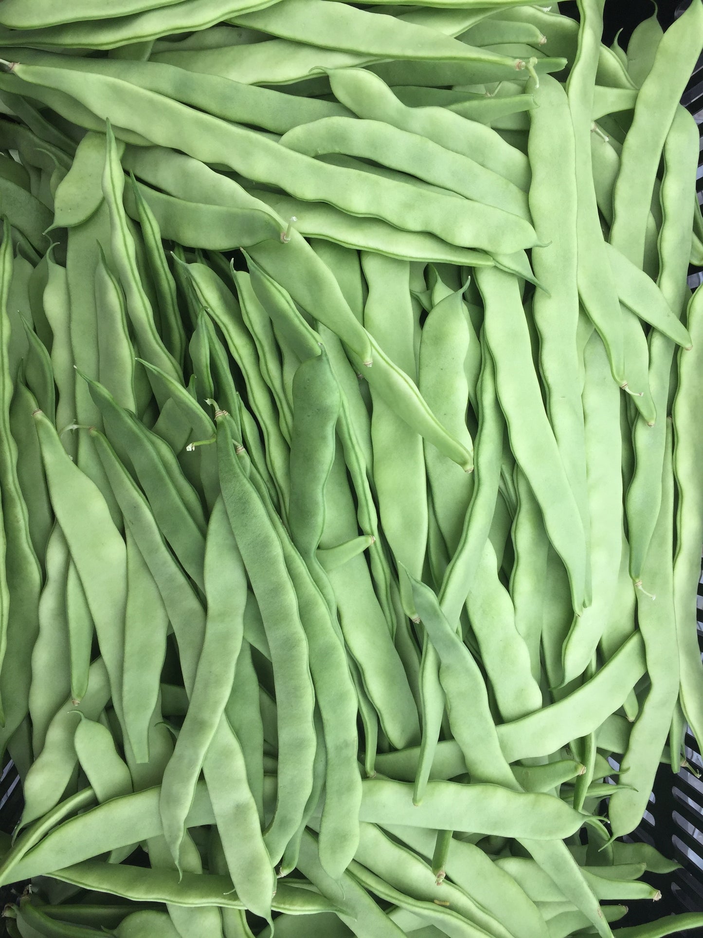 Northeaster Pole Bean