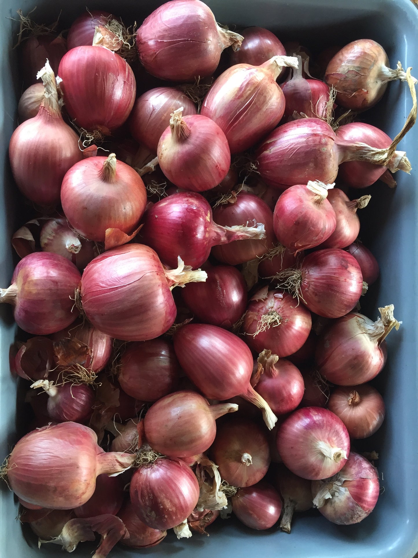 Rossa di Milano Onion - Heirloom!