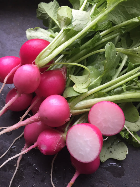 Pink Beauty Radish