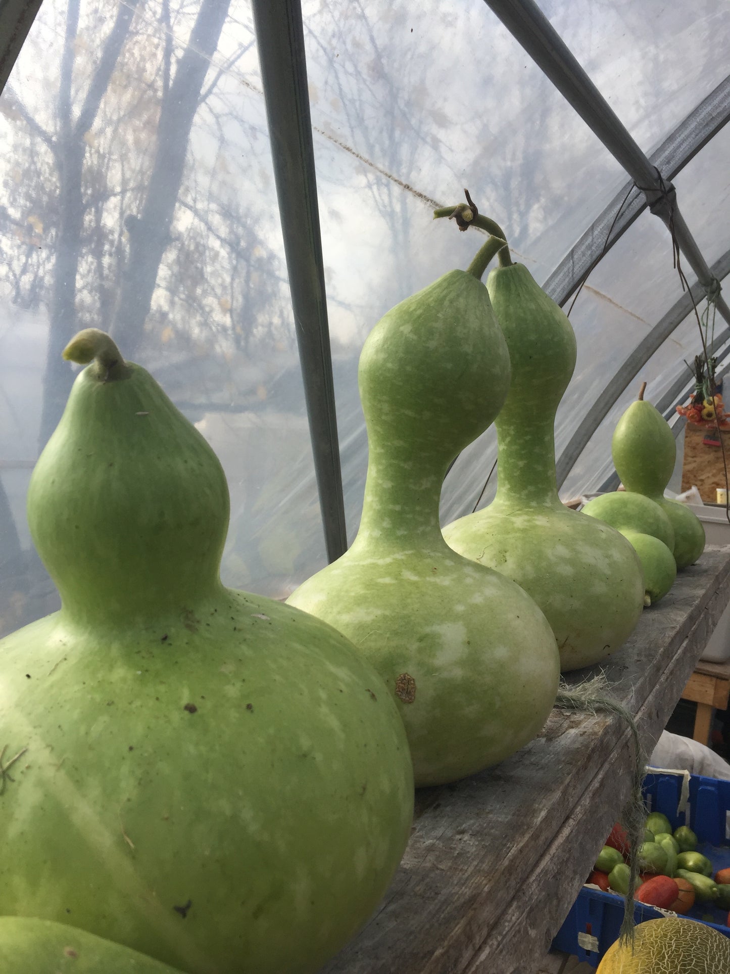 Birdhouse Gourd