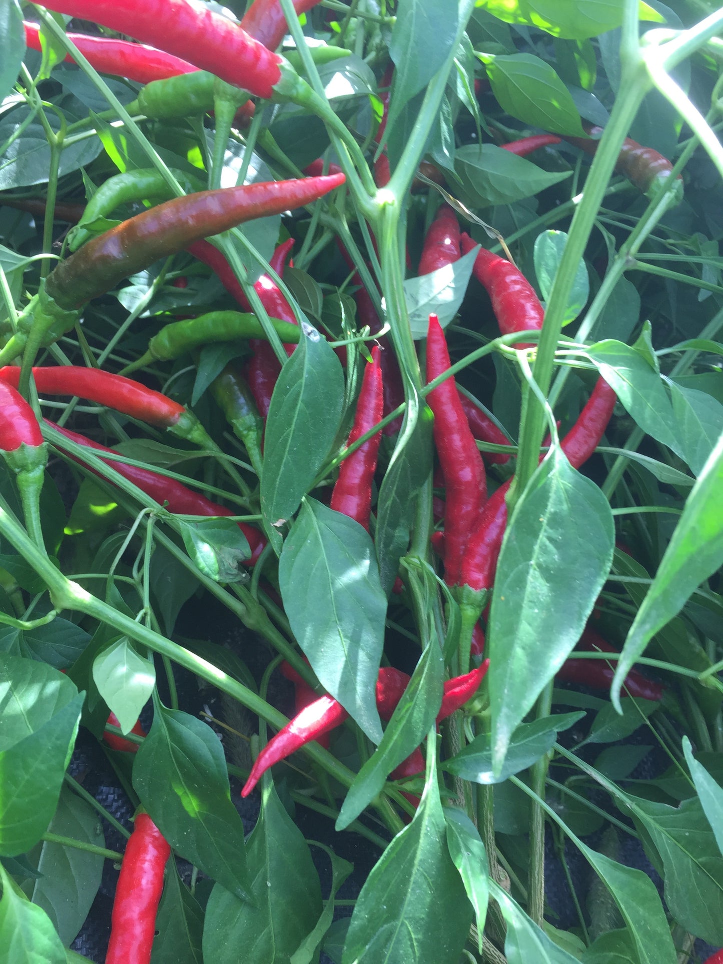 Rosetta's Calabrian Pepper