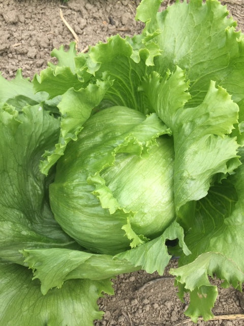 Crispino Lettuce