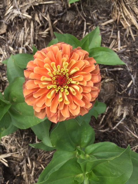 Queen Lime Orange Zinnia