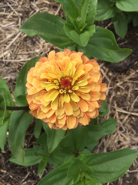 Queen Lime Orange Zinnia