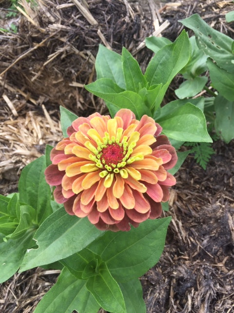 Queen Lime Orange Zinnia