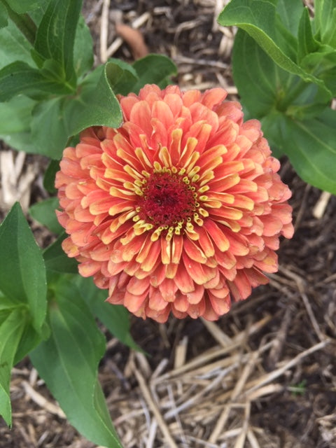 Queen Lime Orange Zinnia