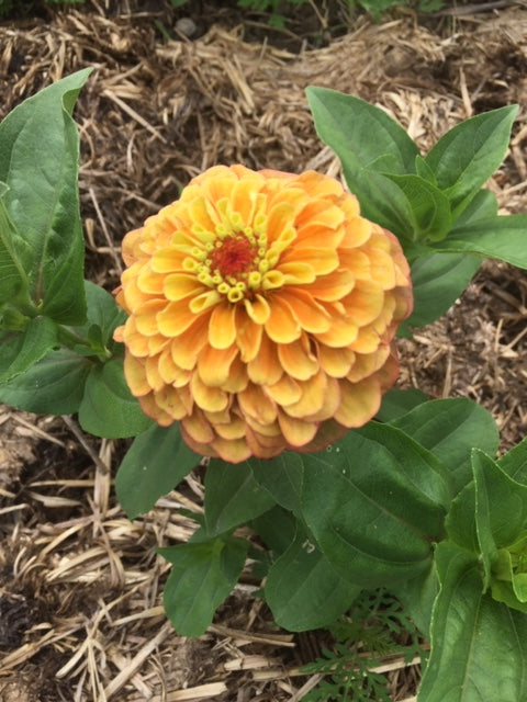 Queen Lime Orange Zinnia