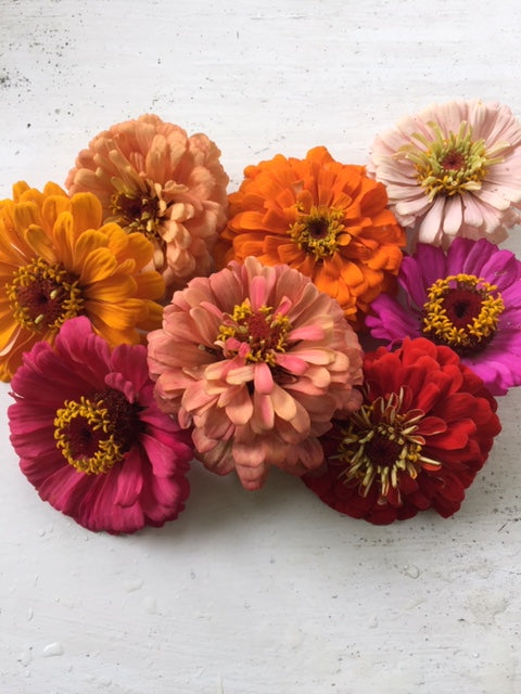 Jim Baggett's Choice Mix Zinnia