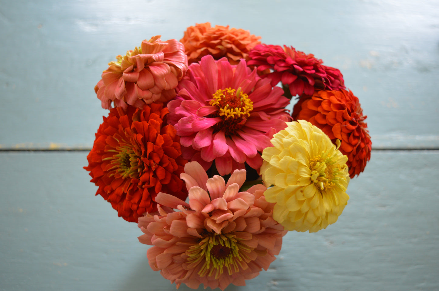 Jim Baggett's Choice Mix Zinnia