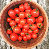 Minibel Tomato