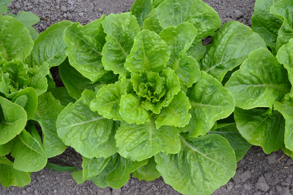 Jericho Lettuce Kitchen Table Seed House