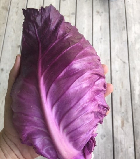 Kalibos Cabbage - Heirloom!