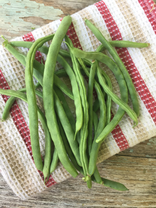 Lazy Housewife Pole Bean - Heirloom!