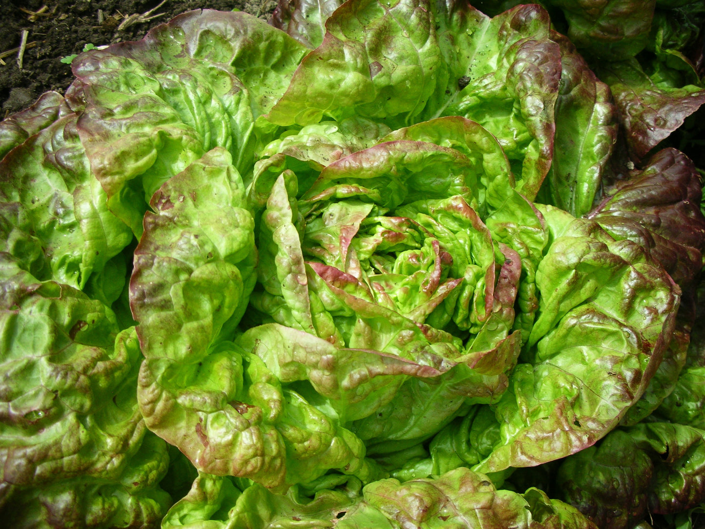 Pirat Lettuce