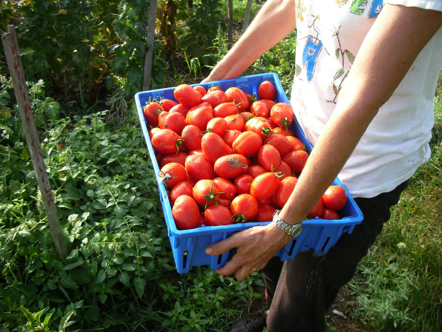 Napoli Paste Tomato