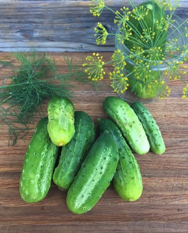 National Pickling Cucumber - Heirloom!