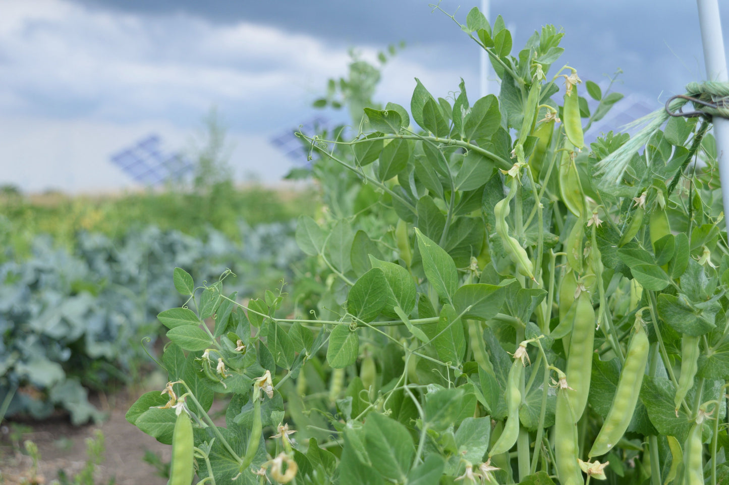 Norli Snow Pea - Heirloom!