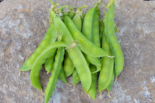 Norli Snow Pea - Heirloom!