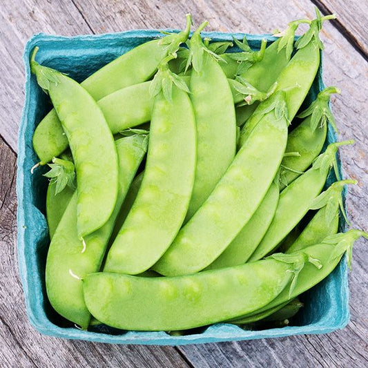 Oregon Sugar Pod II Snow Pea