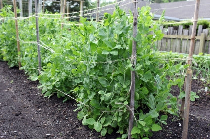 Oregon Sugar Pod II Snow Pea