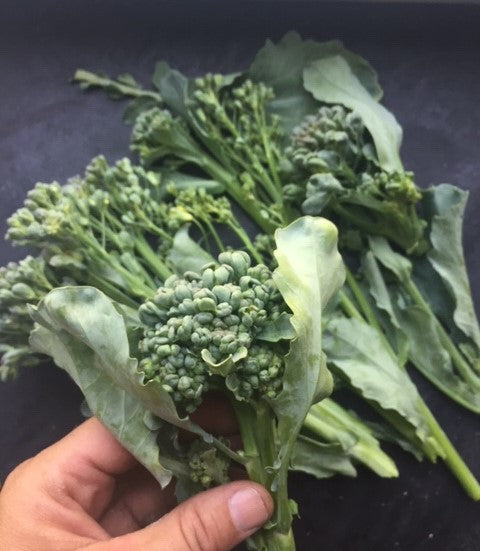 Piracicaba Broccoli