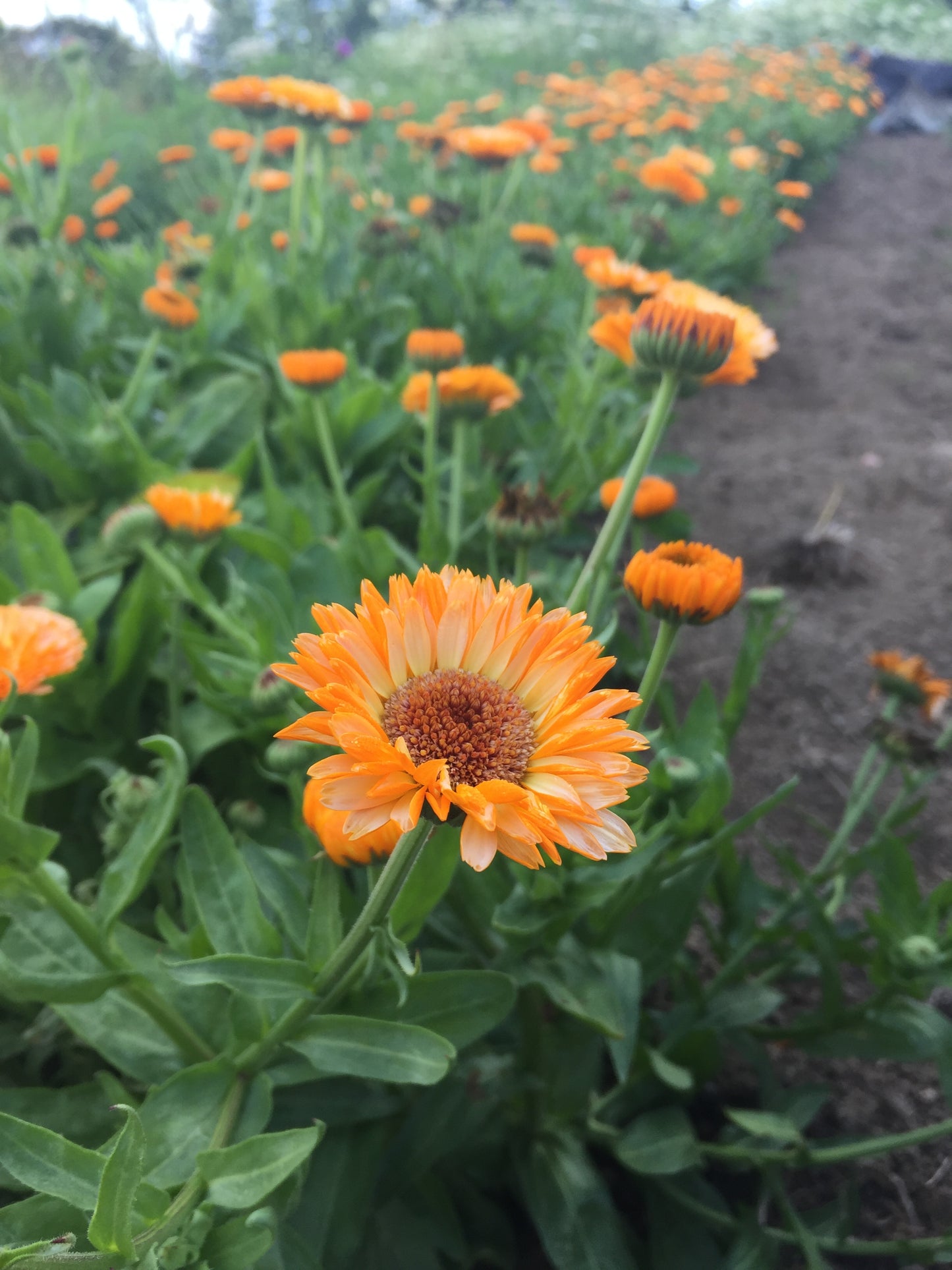 Pink Surprise Calendula