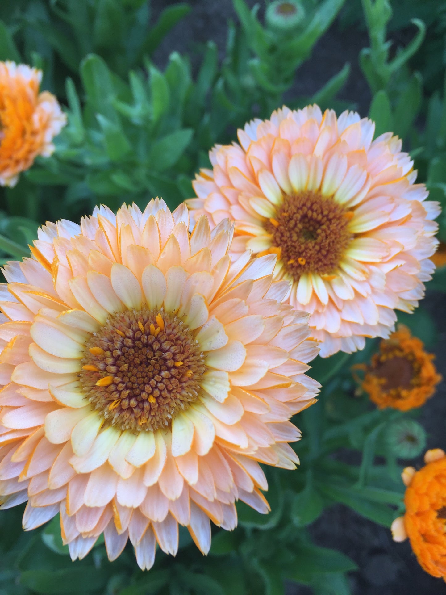 Pink Surprise Calendula