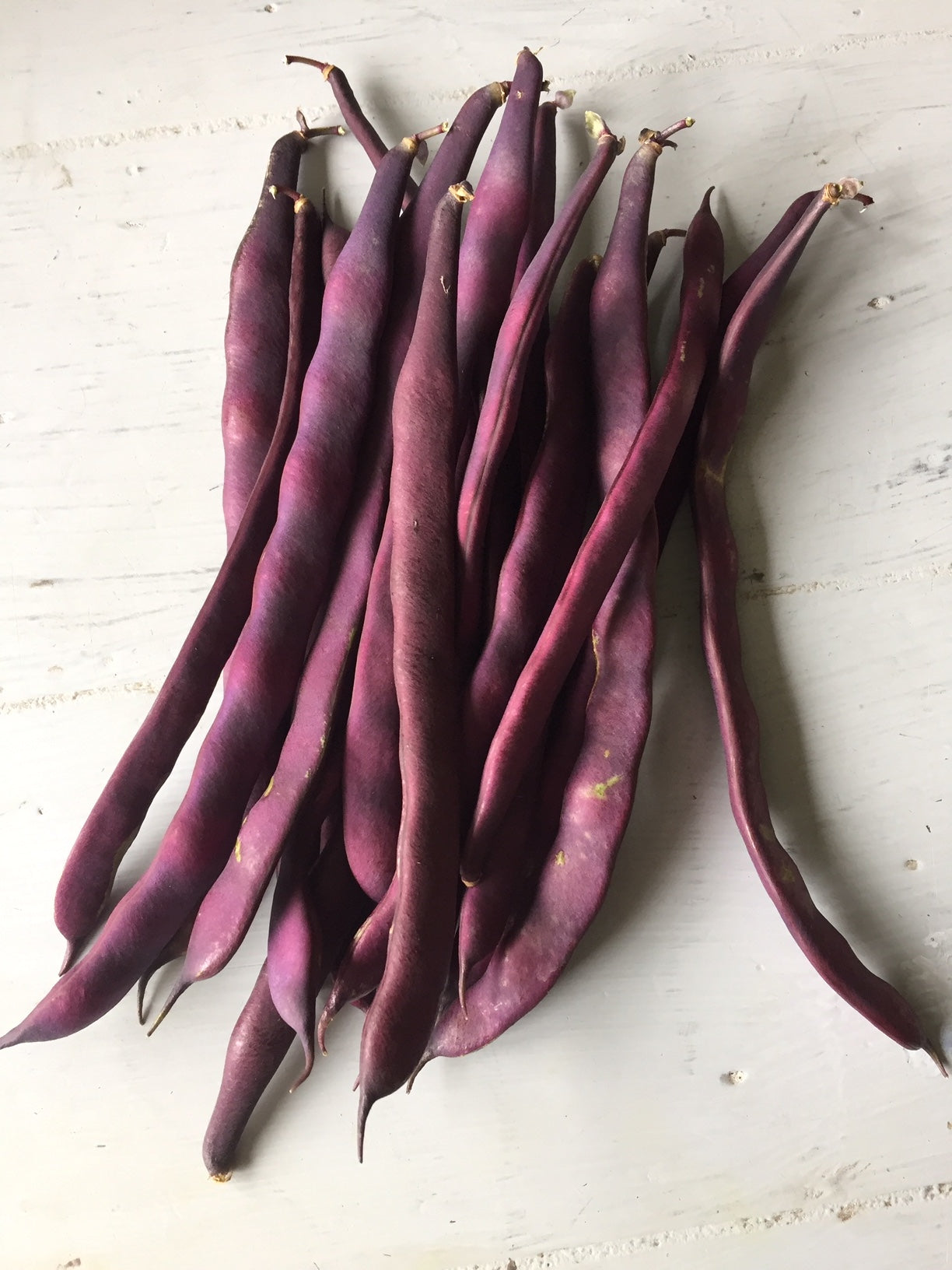 Purple Peacock Pole Bean - Heirloom!