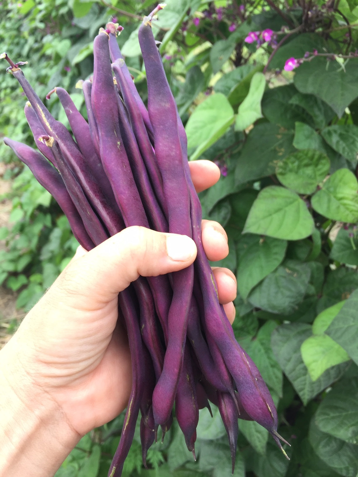 Purple Peacock Pole Bean - Heirloom!