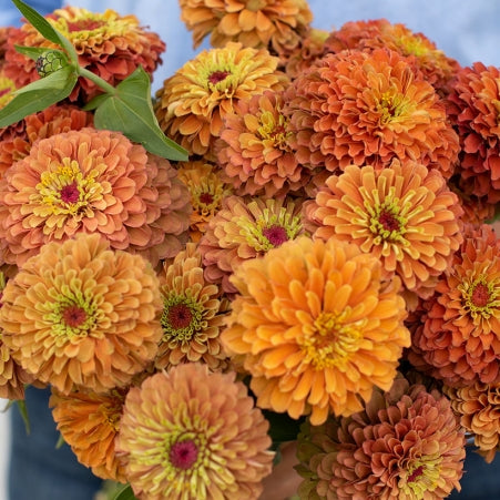 Queen Lime Orange Zinnia