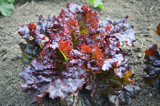 Hyper Red Rumple Waved Lettuce