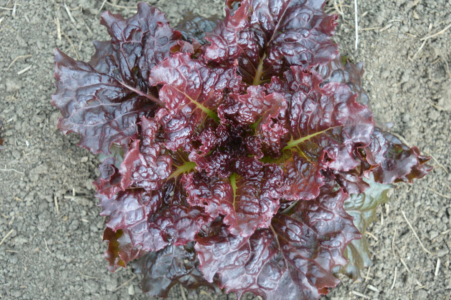 Hyper Red Rumple Waved Lettuce