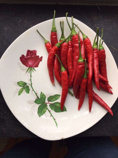 Rosetta's Calabrian Pepper