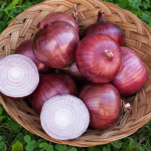Rossa di Milano Onion - Heirloom!