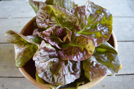 Rouge d'Hiver Lettuce - Heirloom!