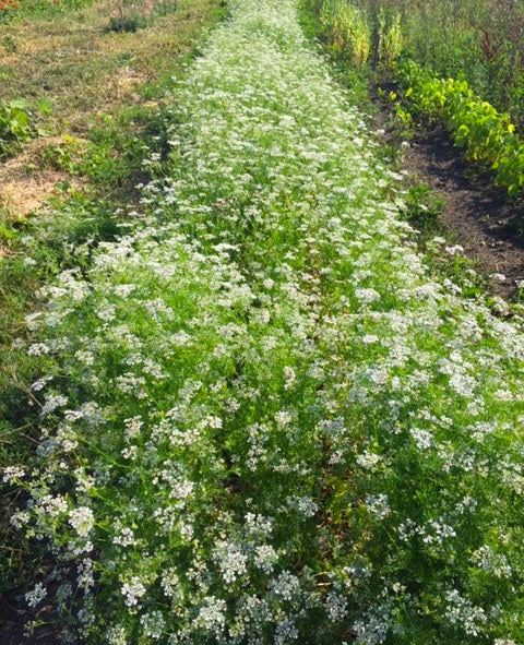 Santo Cilantro