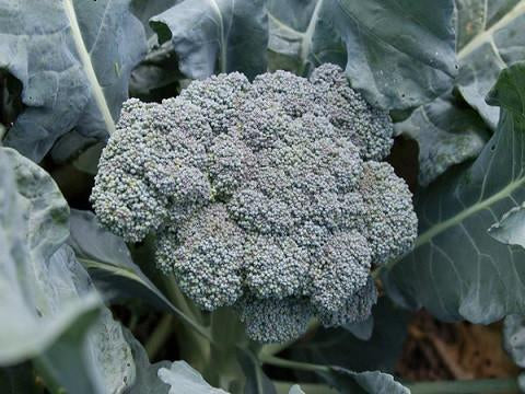 Solstice Broccoli