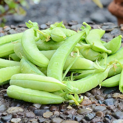 Sugar Ann Snap Pea