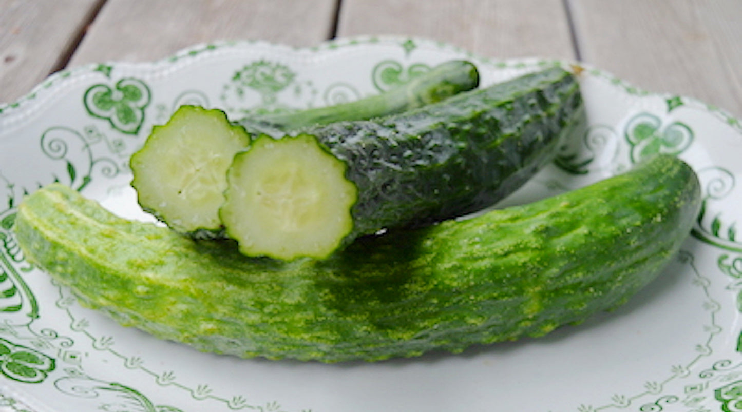 Suyo Long Cucumber