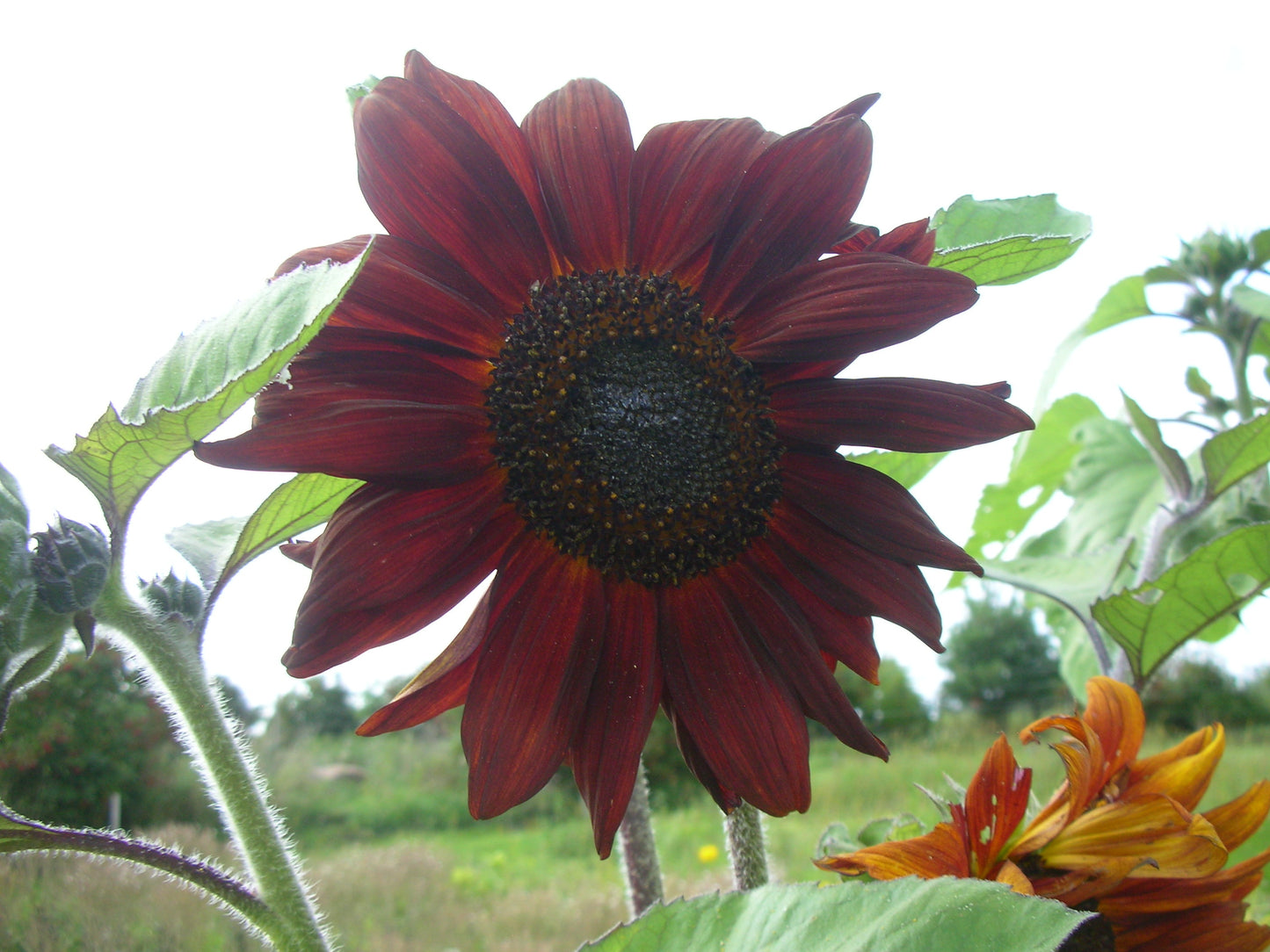 Velvet Queen Sunflower