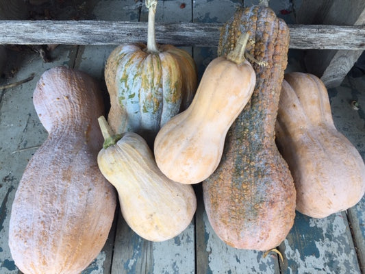 Violina di Rugosa Squash