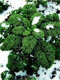 Westlander Kale