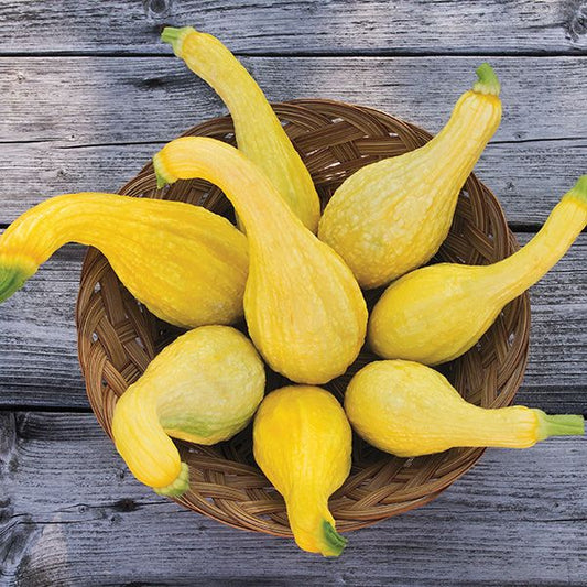 Yellow Crookneck Summer Squash