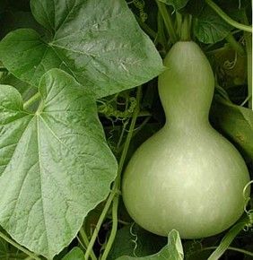 Birdhouse Gourd